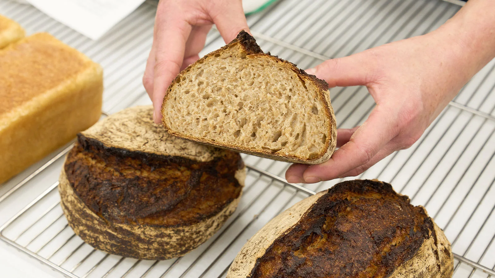 グルテン分解乳酸菌 × カンパーニュ