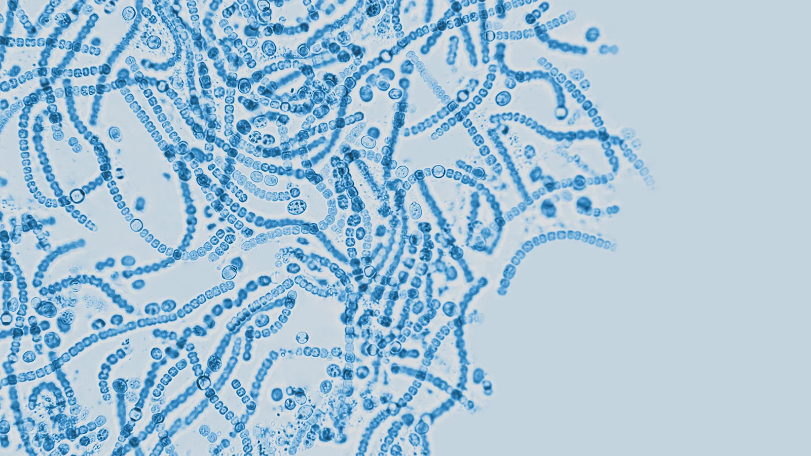 乳酸菌生産物質